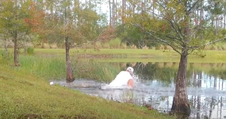 Alligator sleurt hond het water in, eigenaar gaat erachteraan!