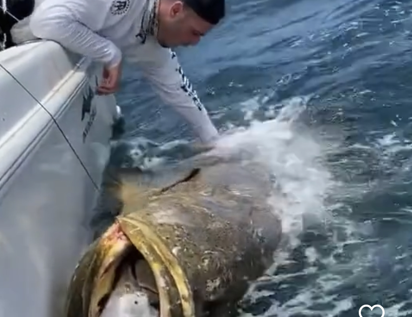 WOW St rste Fisk Vi Nogensinde Har Set Fanget Med Line Mandesiden dk WOW St rste Fisk Vi Nogensinde Har Set Fanget Med Line Mandesiden dk