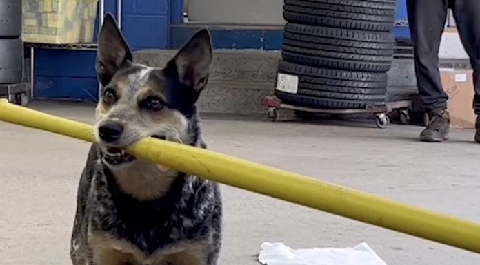 Hund kan slå til en tennisbold med et bat