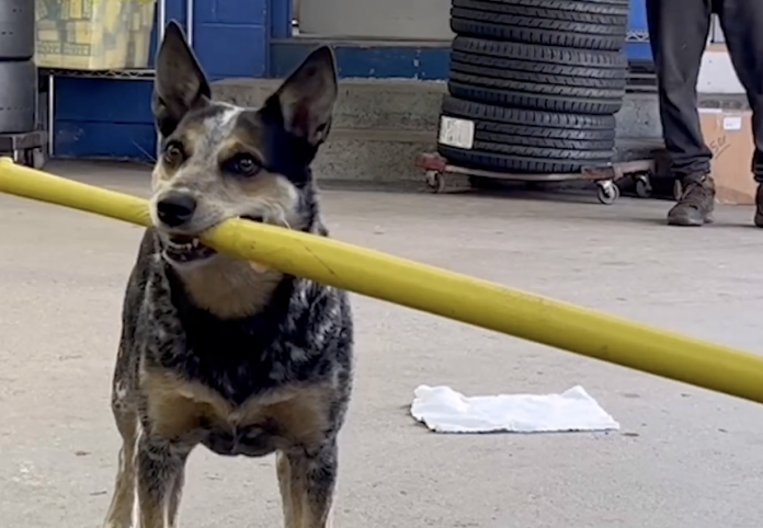 Hund kan slå til en tennisbold med et bat