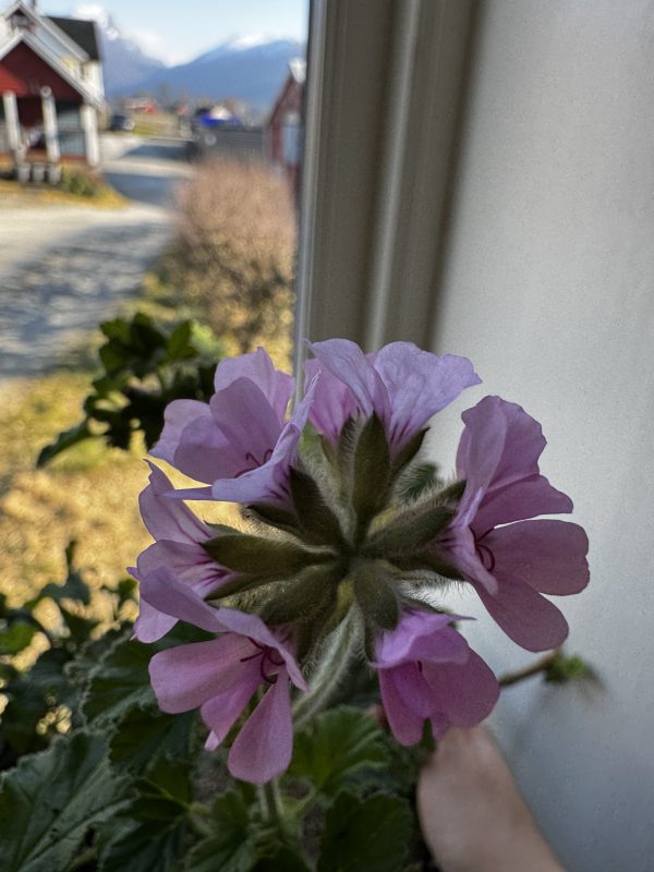 Duftpelargonium Rose - økologisk småplante