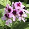 Duftpelargonium appelsin