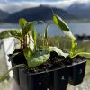 6-pack tidlegplanting