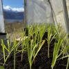 Vest-indisk sitrongras - Økologisk småplante