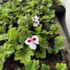 Duftpelargonium Citrus floral - økologisk småplante
