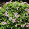 Duftpelargonium Moskito Schocker - økologisk småplante