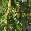 Snittbønne Goldmarie - økologiske småplantar i brett (ca 6 stk)