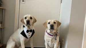 2 blonde labradors. Tazzy links en Tripple rechts