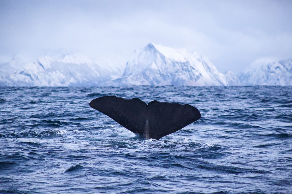 Whale diving in Arctic Fjord Landscape