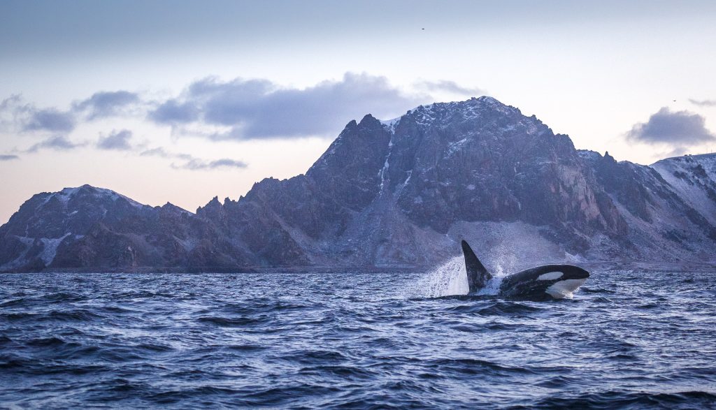 Orca happy jump in Arctic Fjord Landscape