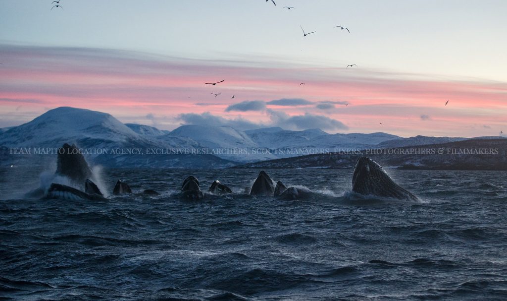 Humpback whales fishing