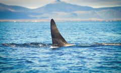 Killerwhale TEAM MAPITO fotograaf