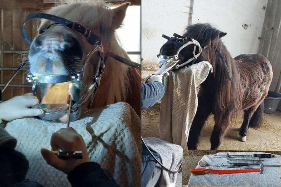 Monatsrückblick beinhaltet den großen Tag der jährlichen Zahnbehandlung der Pferde . Hier Haflinger Anton und Pony Pedi.