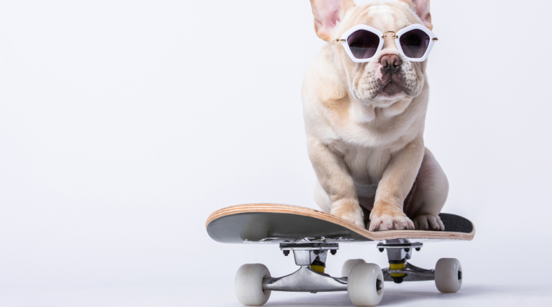 Hund på en skateboard