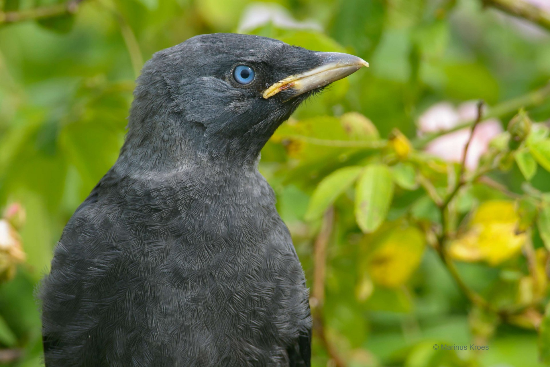 Vogels