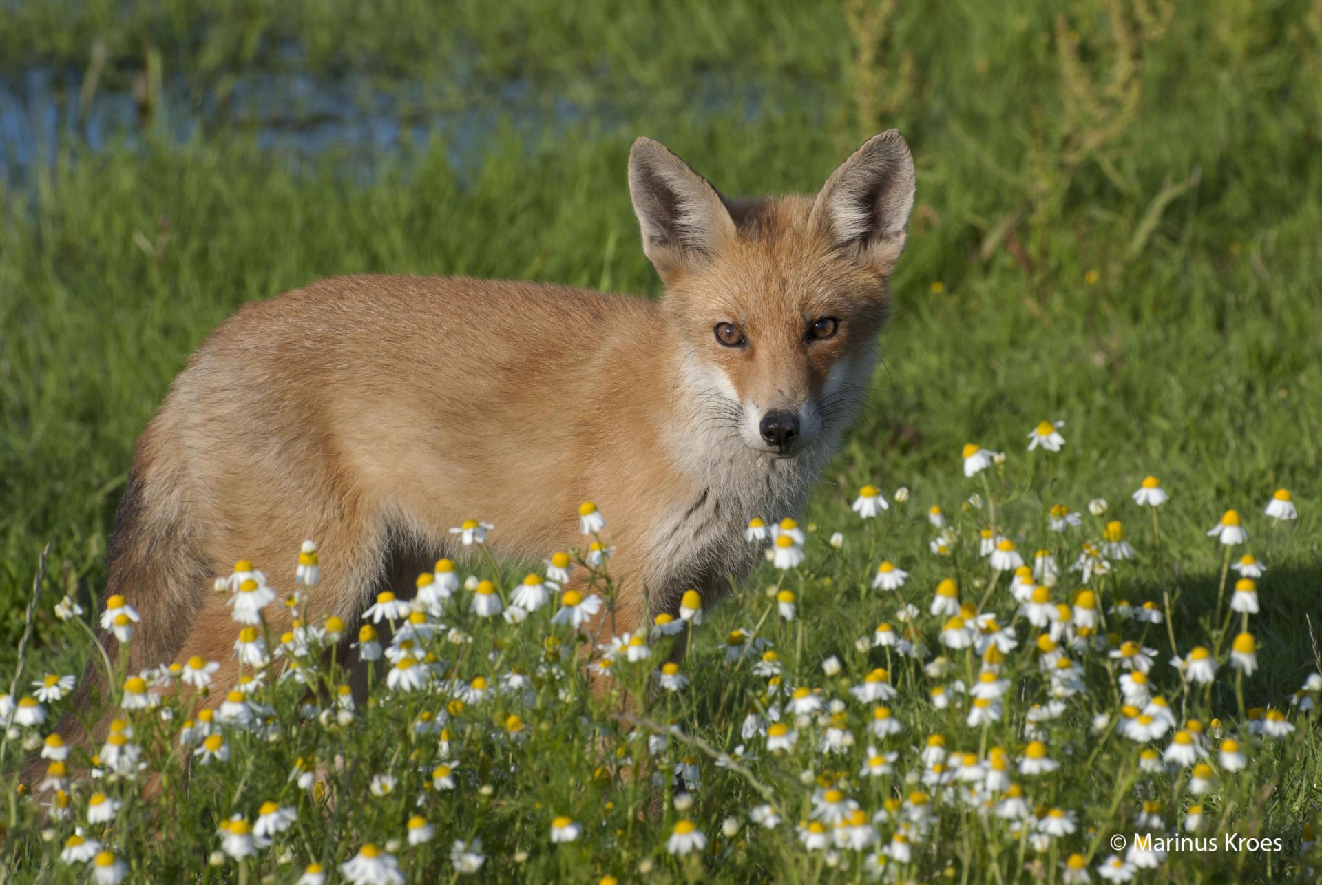 Zoogdieren