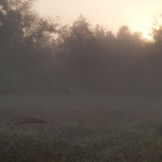 Misty morning