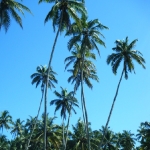 Coconut trees along Black Beach