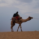 Solo Camel
