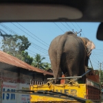 Elephant transporter