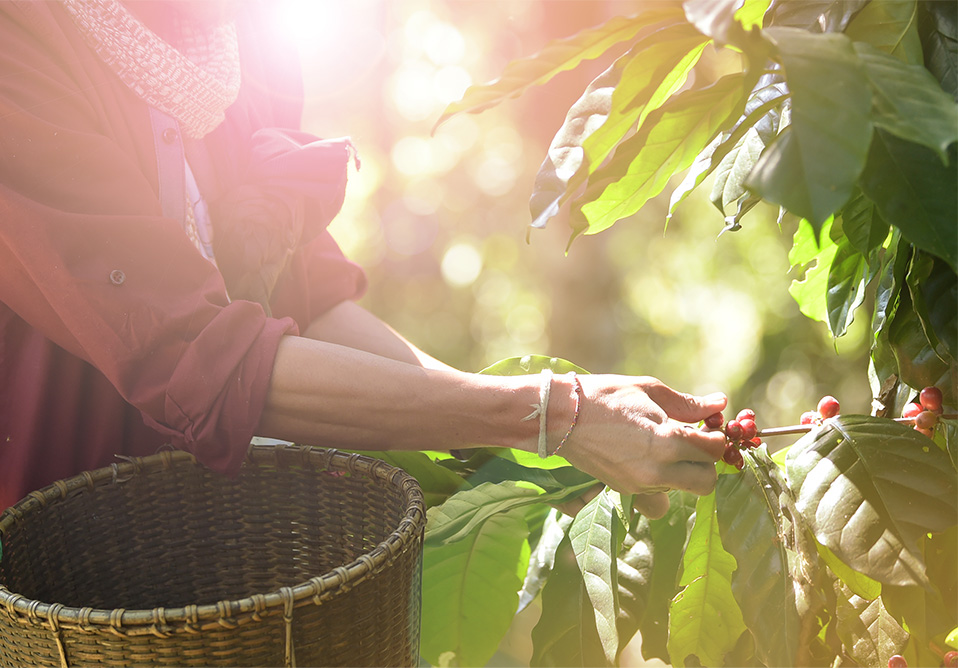 Marley Coffee picking