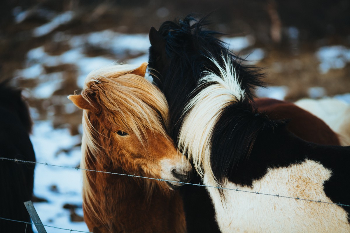 Komt een paard de kroeg binnen