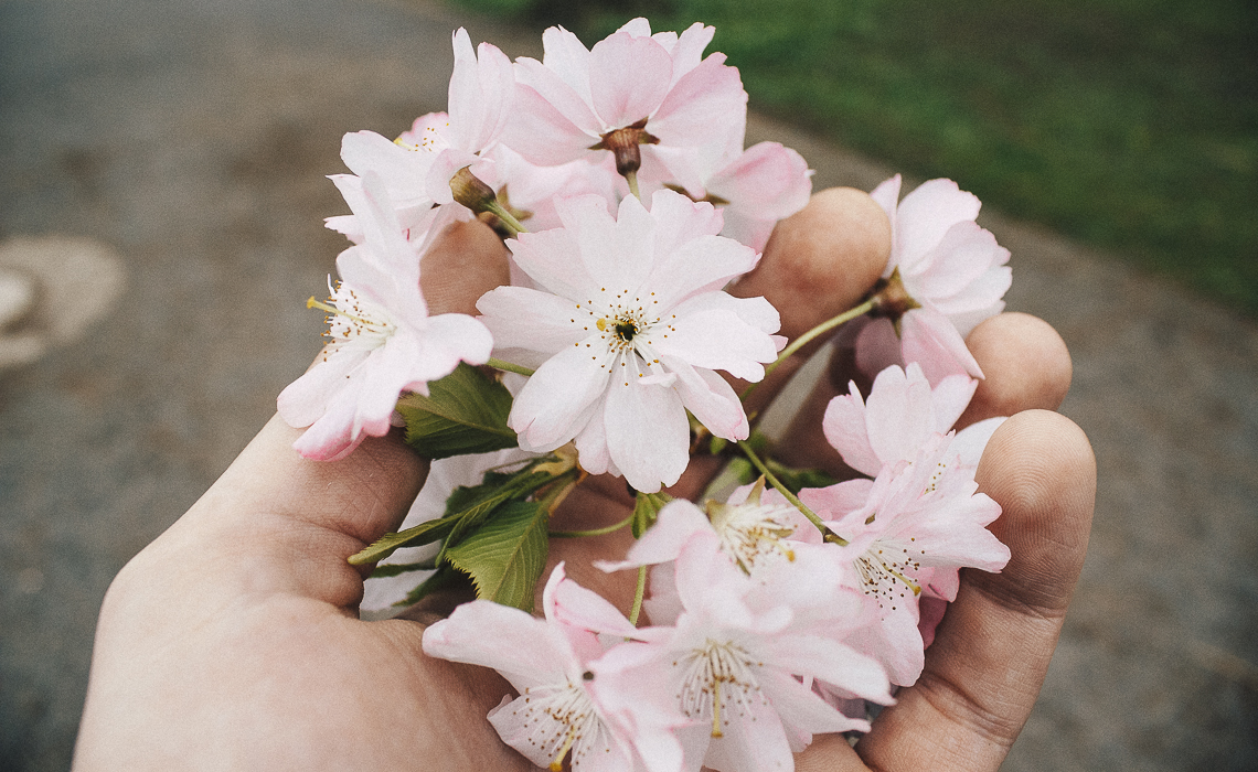 Kirschblüten…es schreit nach neuen Shootings!