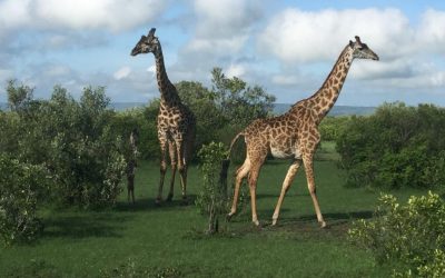 KENYA 23.11 – 5.12 2021 – Masai Mara og Nakuru