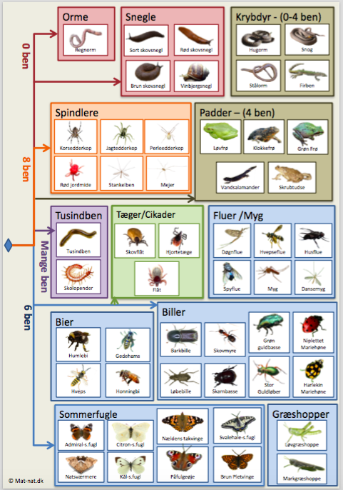 Biodiversitet – insektnøgle til skovbund