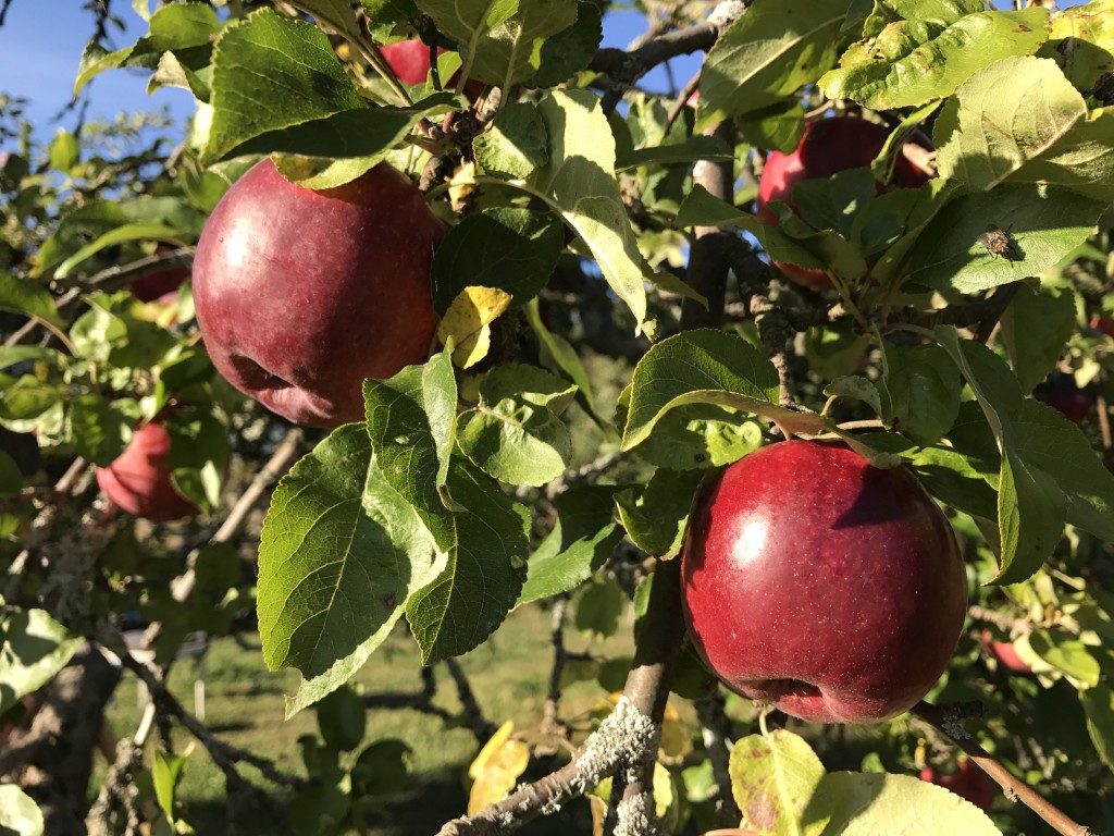 Äppelträd Rosenhill