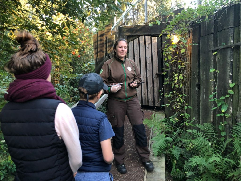 Lejonmöte på Kolmården - Weekend på Kolmården