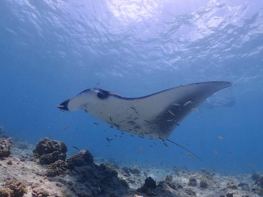 Manta at Vilamendhoo island resort & spa i Maldiverna