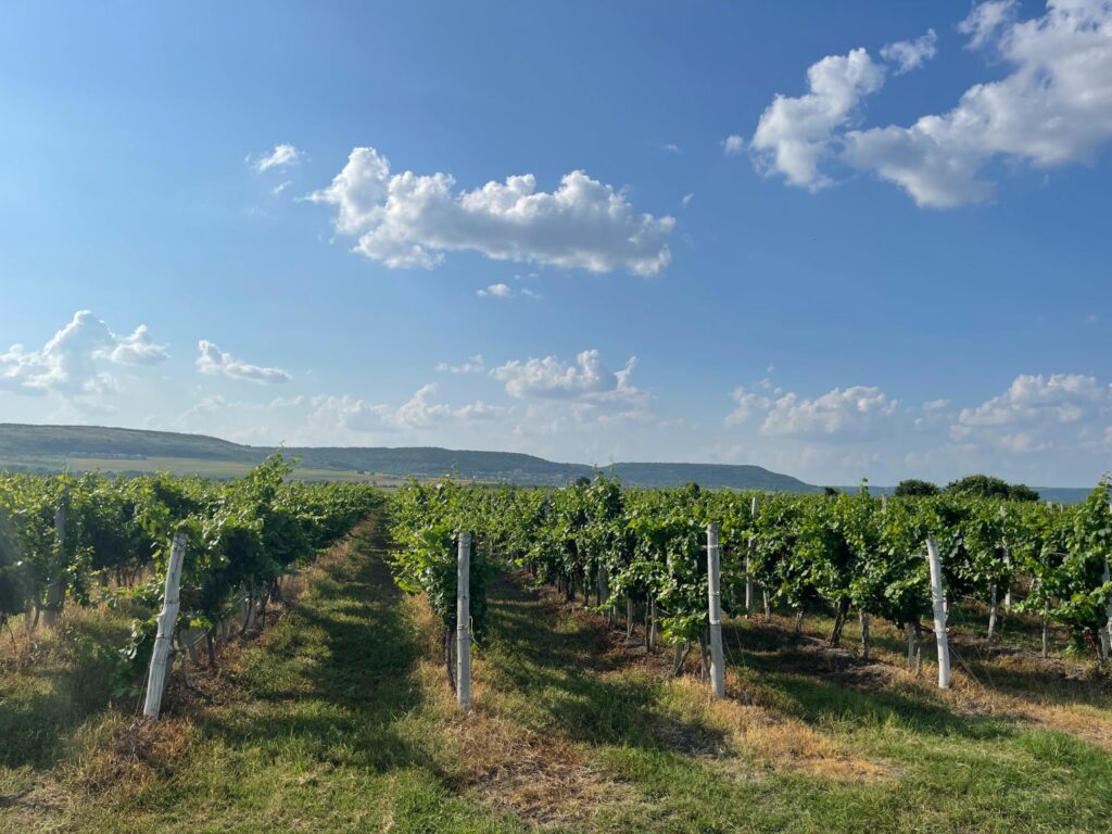 Besök på vingård i Bulgarien