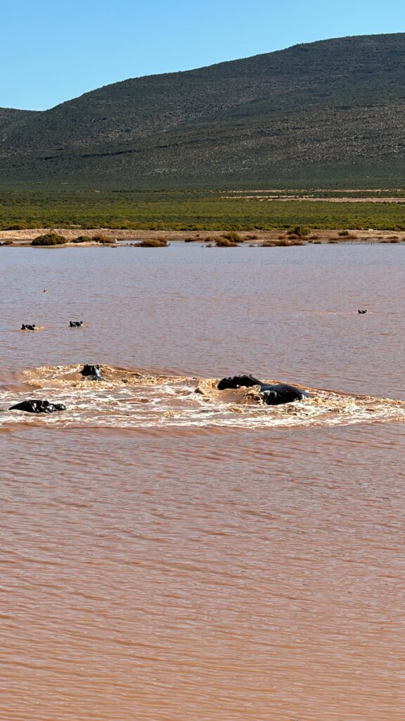 Safari nära Kapstaden - Aquila Safari