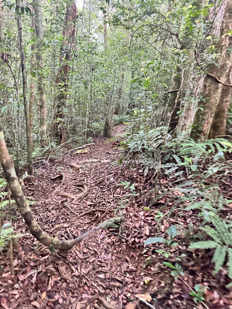 Sinharaja Forest Reserve - en fantastisk regnskog i Sri Lanka