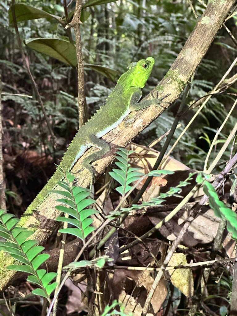 Sinharaja Forest Reserve - en fantastisk regnskog i Sri Lanka