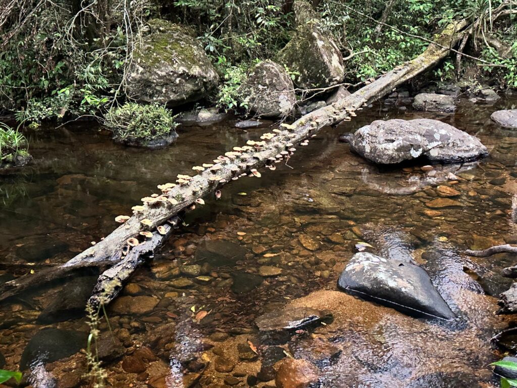 Sinharaja Forest Reserve - en fantastisk regnskog i Sri Lanka