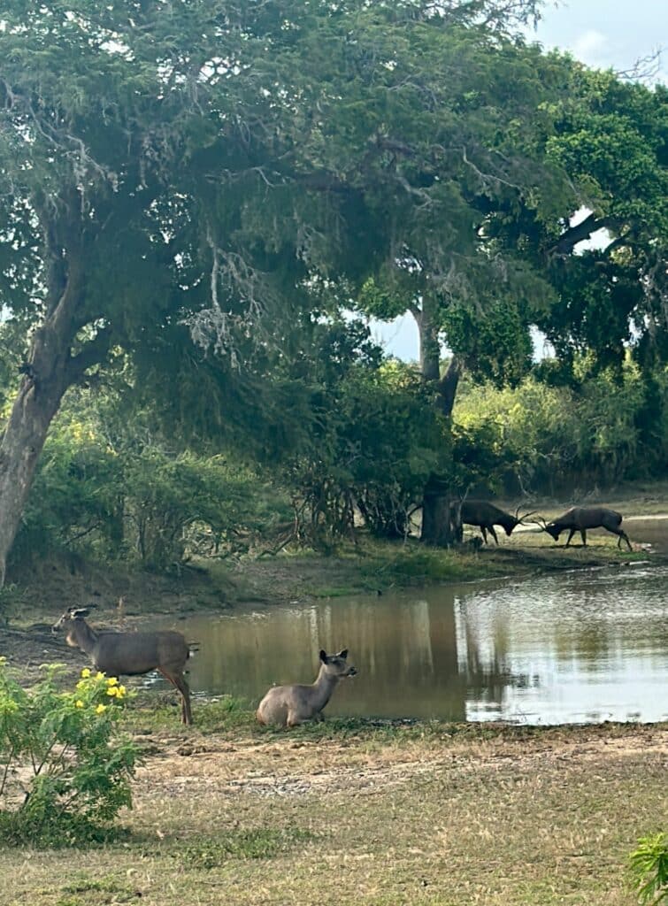 Yala National Park i Sri Lanka