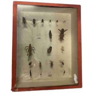 Låda med skinnbaggar , rätvingar , tvåvingar