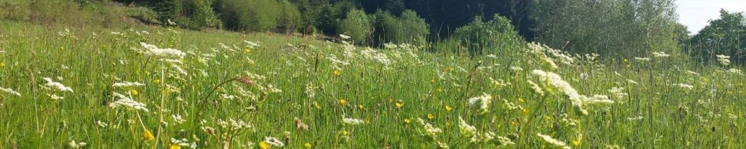 veld met bloemen bij Green Valley Portugal