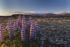 Island Lupinen