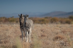 Mit Zebras Auge in Auge