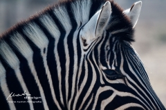 Zebrastreifen