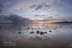 Sylt Watt am Ellenbogen