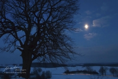 Wildbirne und Mond