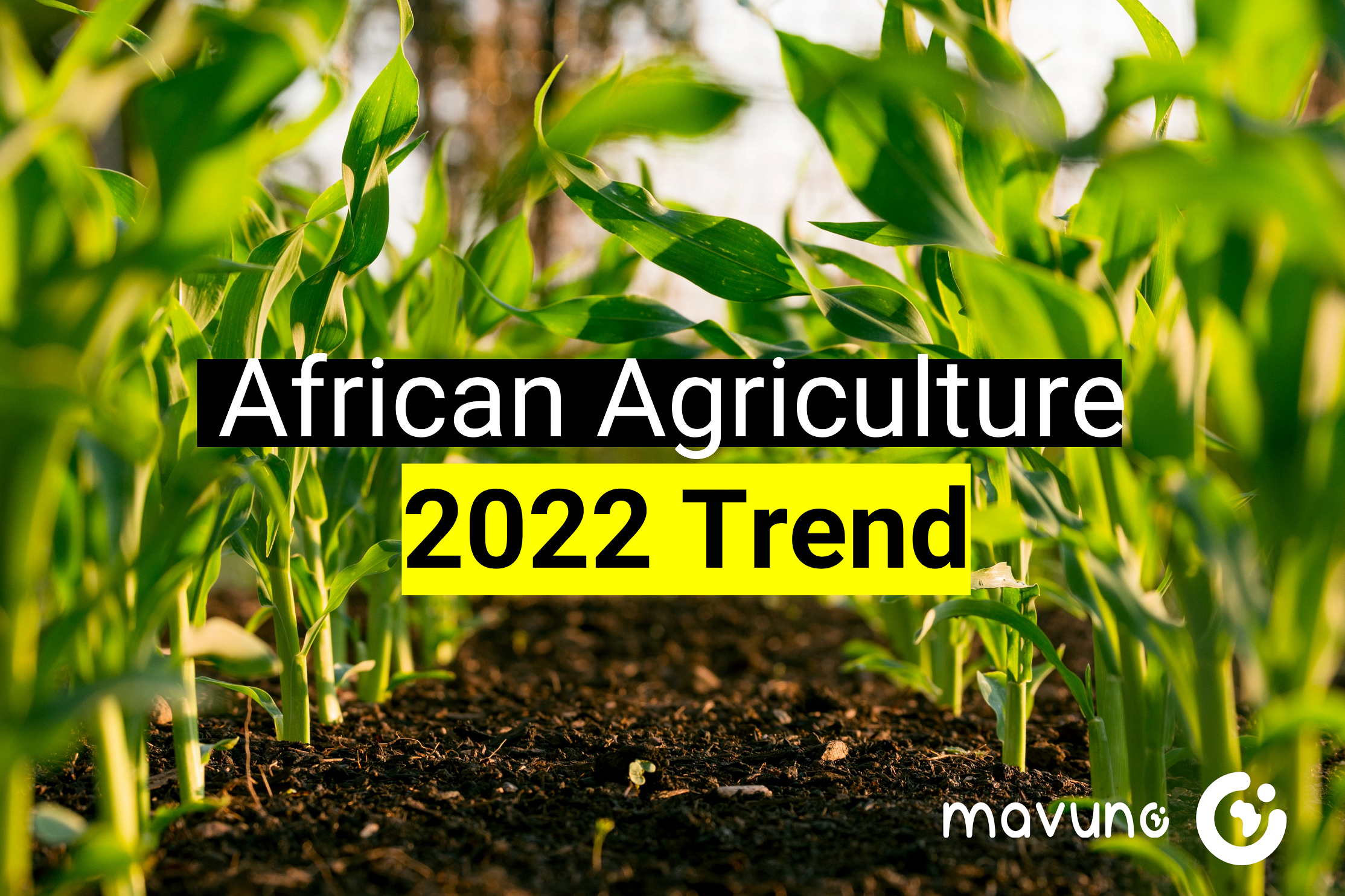 african farm, african agriculture, farming trend, agricultural trend, 2022 farming, agritech, technology in agriculture, machine learning, data science, satellite imagery