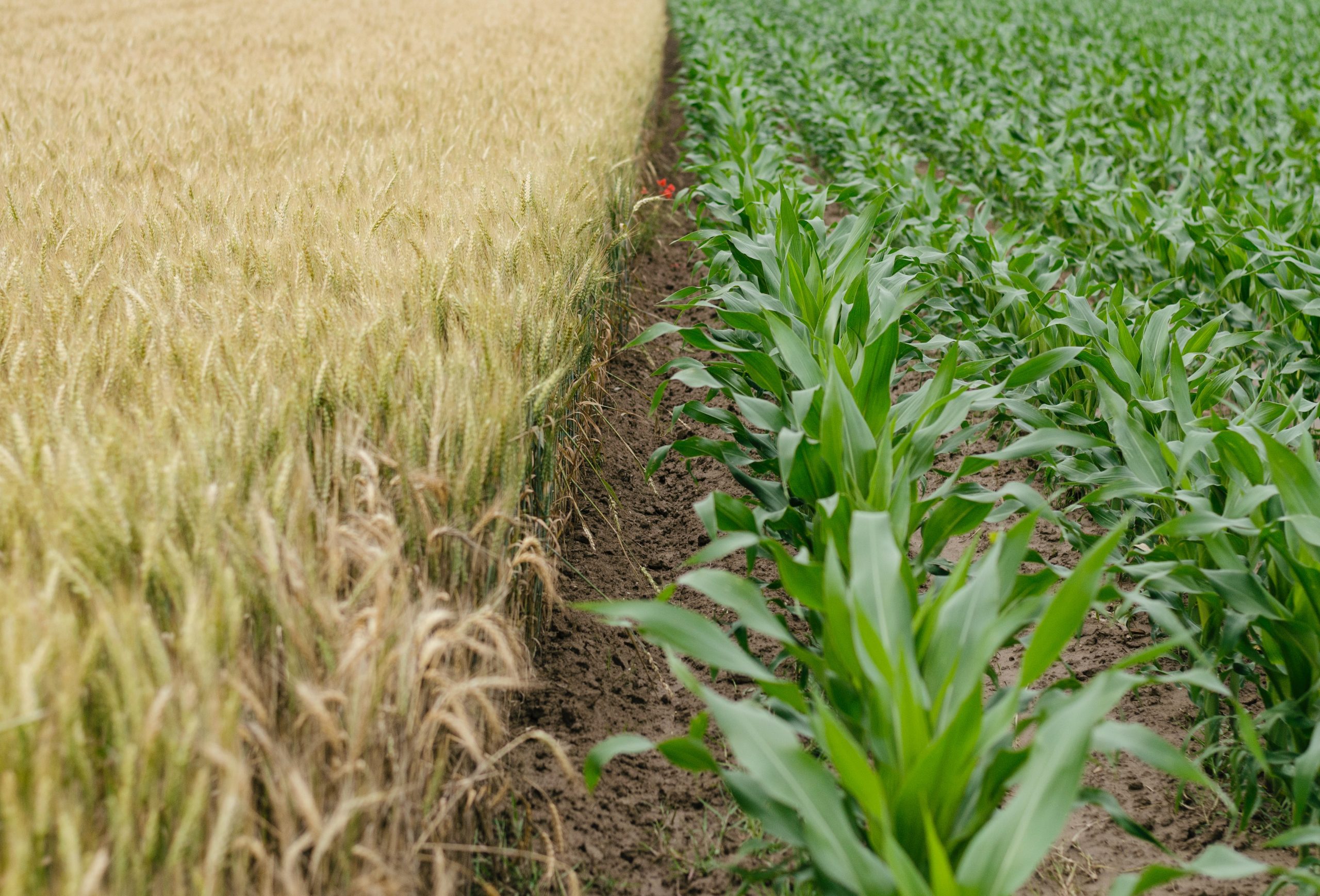 Agriculture: The most necessary industry for mankind