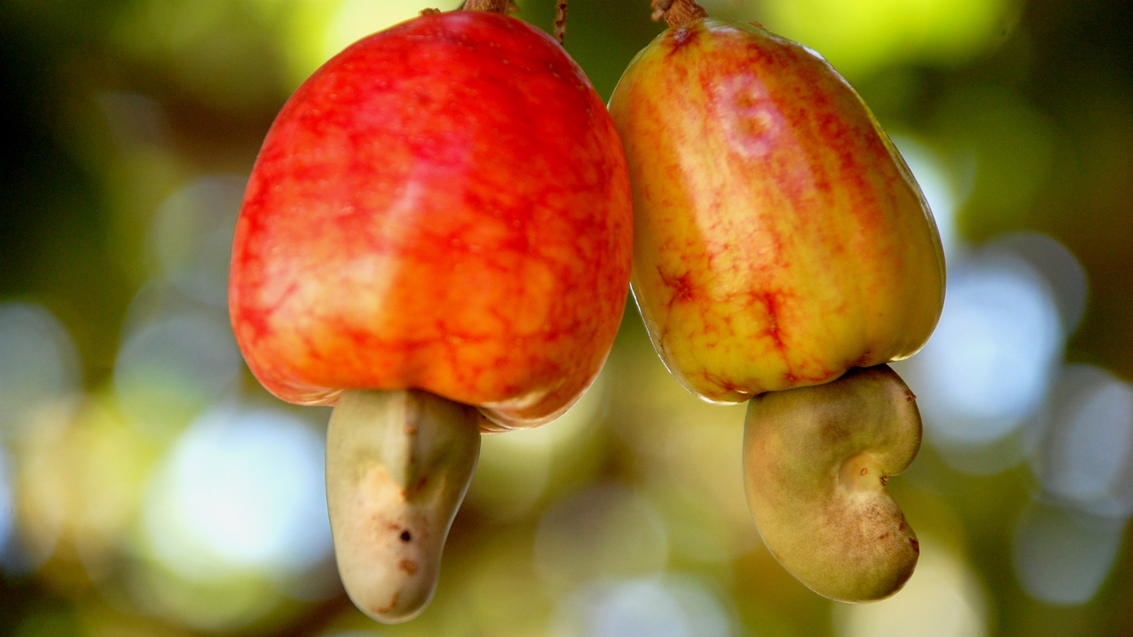 cashew-farming-in-africa