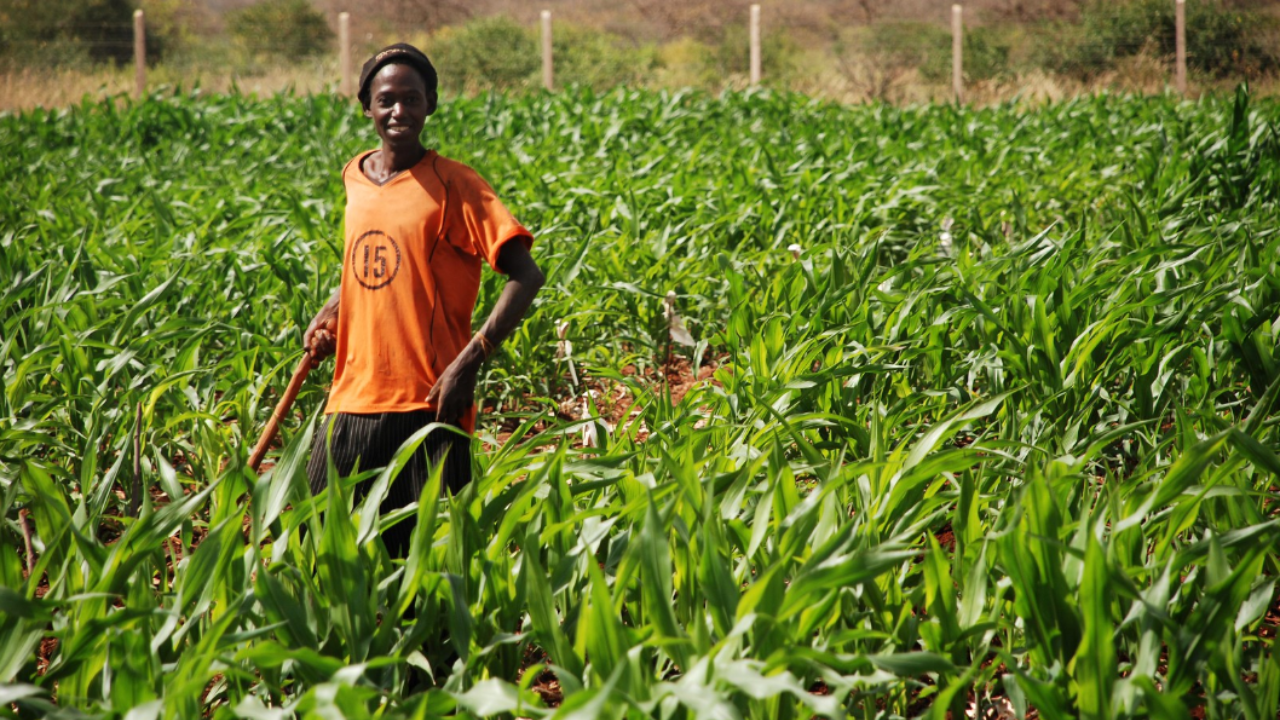 African-youth-agriculture