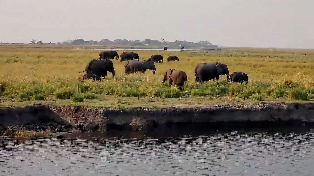 Sök jobb i Botswana - Vill du bli vår ambassadör i Botswana?
